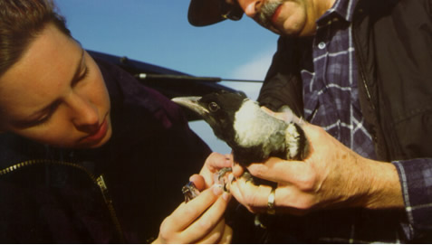 Australian magpie (Gymnorhina tibicen) fledgling being sampled for blood